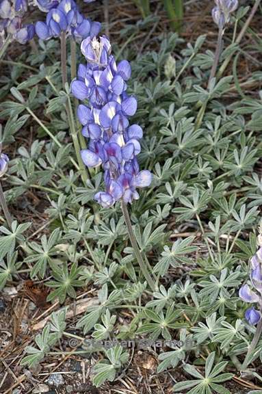 lupinus grayi 1 graphic